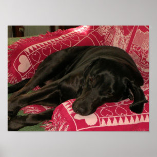 Poster de chien endormi