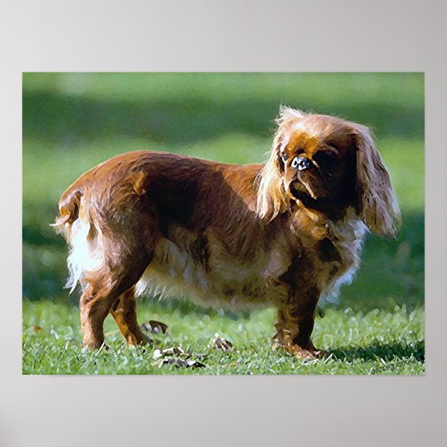Poster de Chien Espagnol Jouet en Anglais Imprimer (Devant)