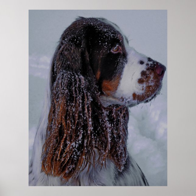 Poster de chien espagnol Springer. (Devant)