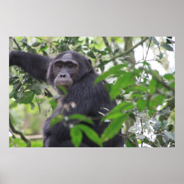 Poster de Chimp