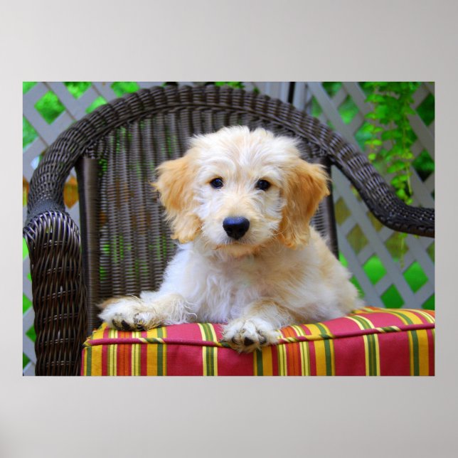 Poster de chiot Doodle Doré (Devant)