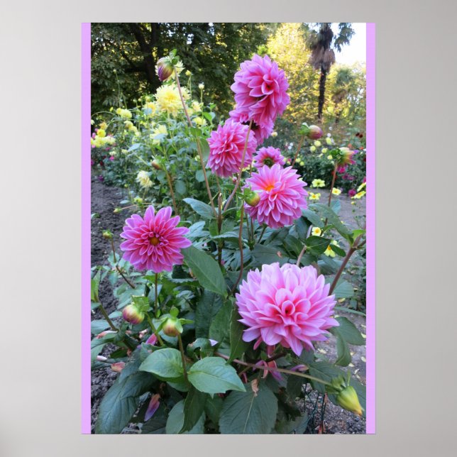 Poster de Chrysanthèmes rose (Photo) (Devant)