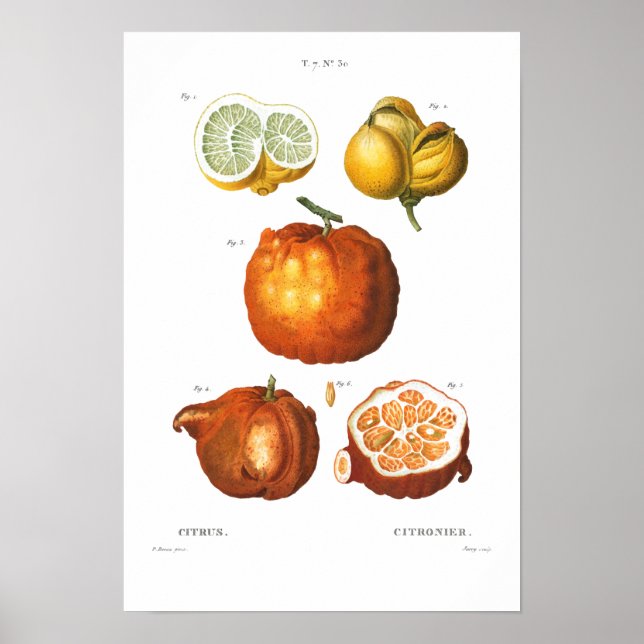 POSTER DE CITRUS BOTANIQUE vintage (Devant)