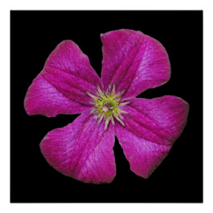 Poster de Clematis rose