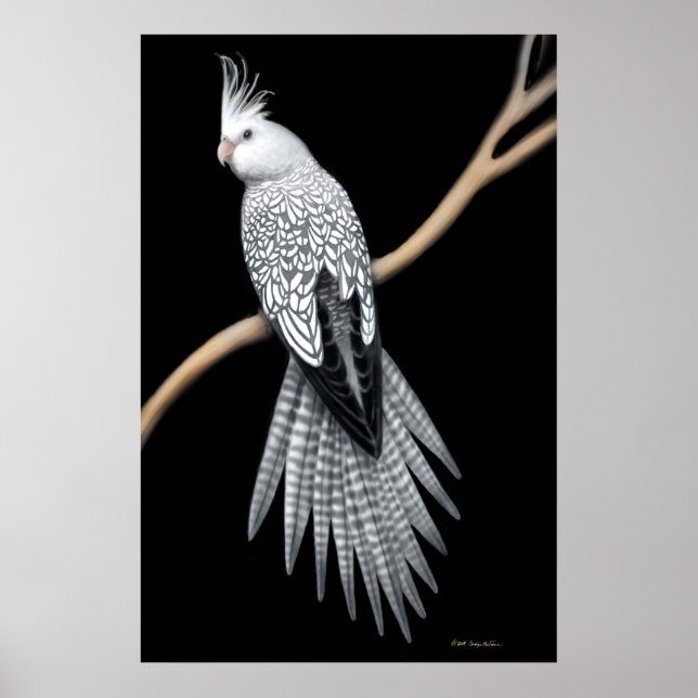Poster de Cockatiel à poêle à perles blanc (Devant)
