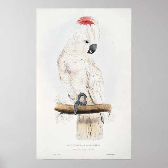 Poster de Cockatoo à crête saumon (Devant)