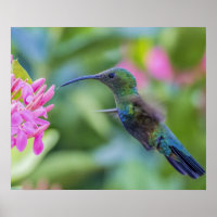 Poster de colibri de caraïbe à thème vert