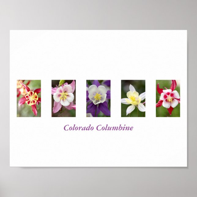 Poster de collection Columbine (Devant)