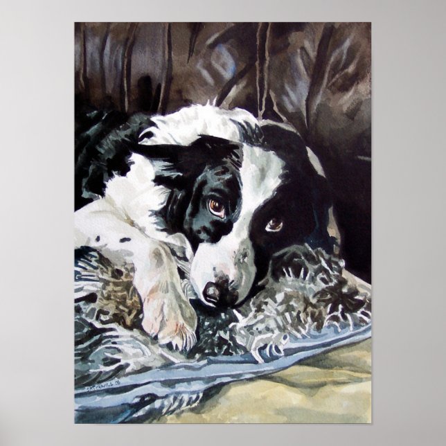 Poster de Collie Bordure (Devant)