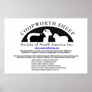 Poster de Coopworth Sheep