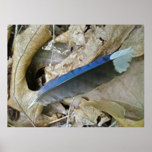 Poster de coordination des éléments de la plume de