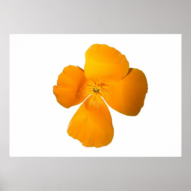 Poster de coquelicot en Californie (Devant)