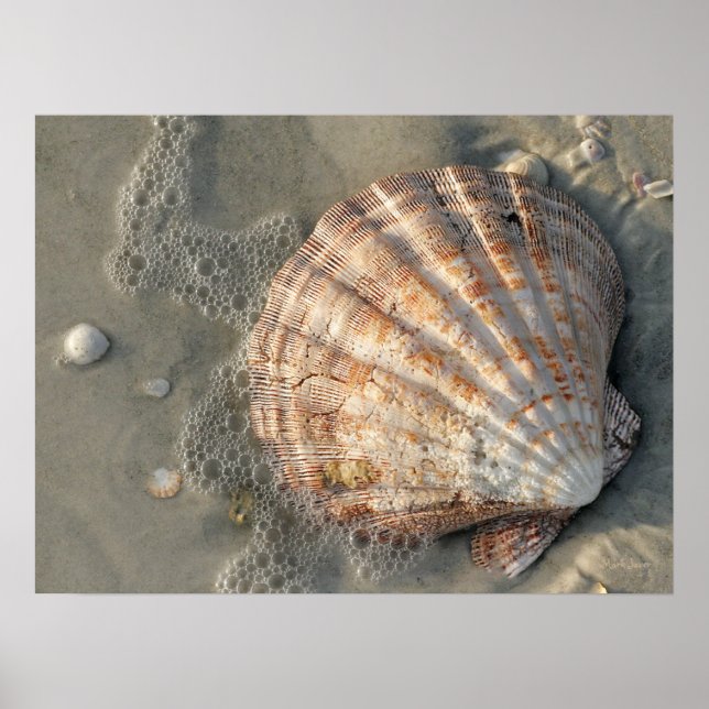 Poster De Coquillages Sur La Plage (Devant)