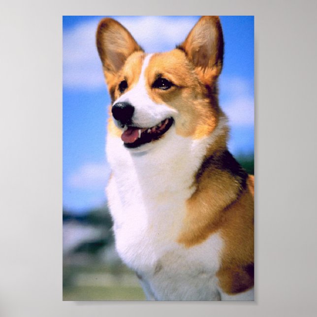Poster de Corgi (Devant)