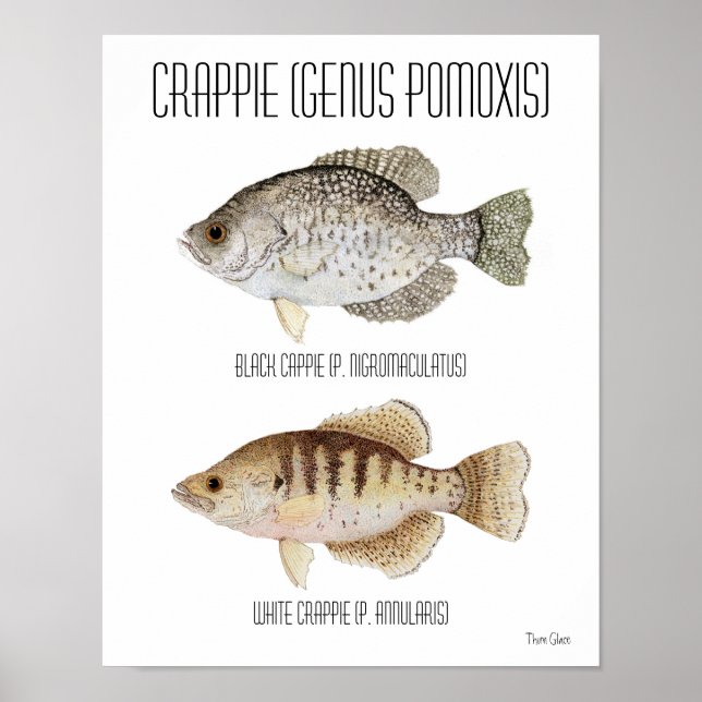 Poster de Crappie (Devant)