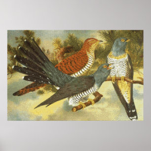 Poster de Cuckoo Birds with Modern Art