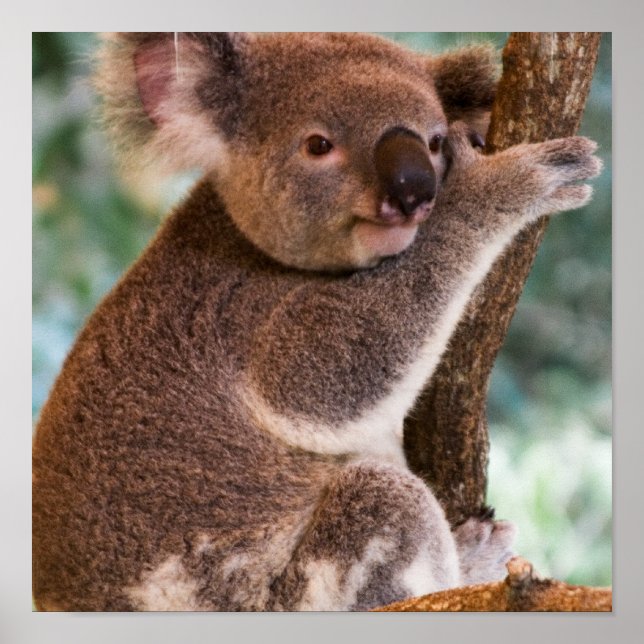 Poster de Cute Koala (Devant)