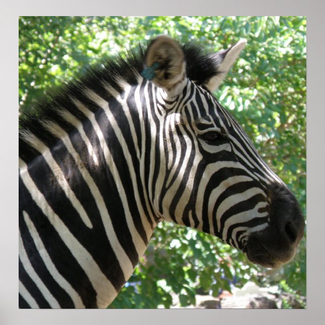 Poster de Cute Zebra (Devant)
