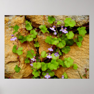 Poster de Cymbalaria Muralis