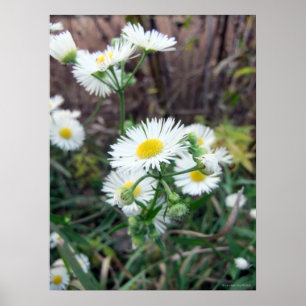 Poster de Daisy Fleabane