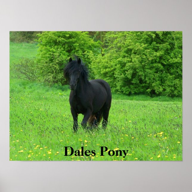 Poster de Dales Pony (Devant)