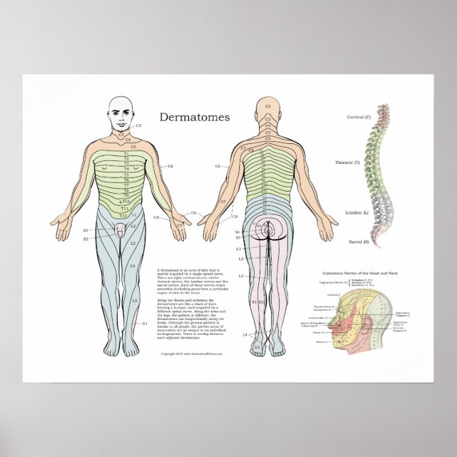 Poster de dermatomes spinaux Chiropratique (Devant)