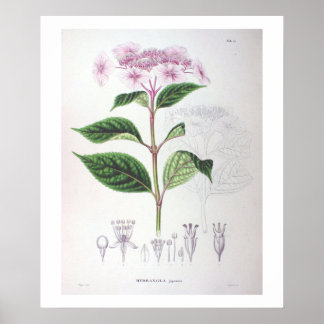 Poster de dessin botanique rose Hydrangea Imprimer