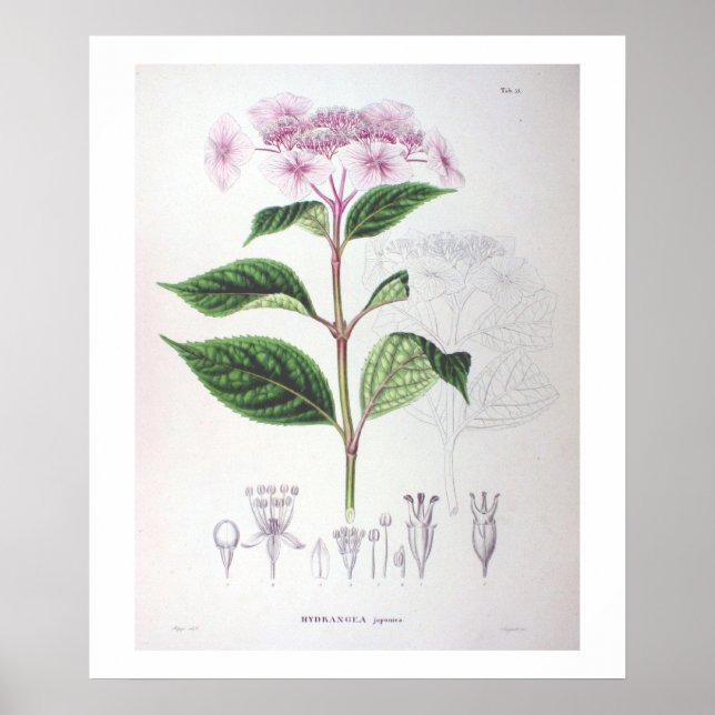 Poster de dessin botanique rose Hydrangea Imprimer (Devant)