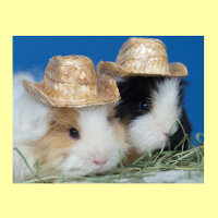 Poster de deux cochons de Guinée