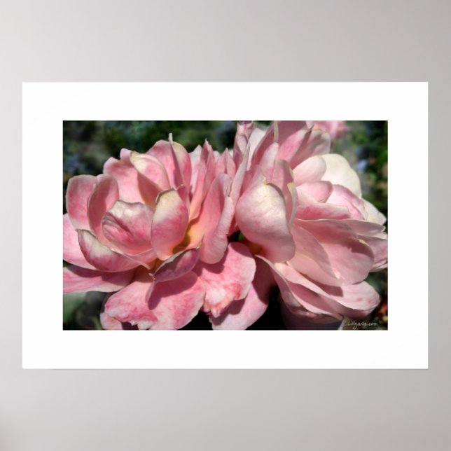 Poster de deux roses roses roses (Devant)