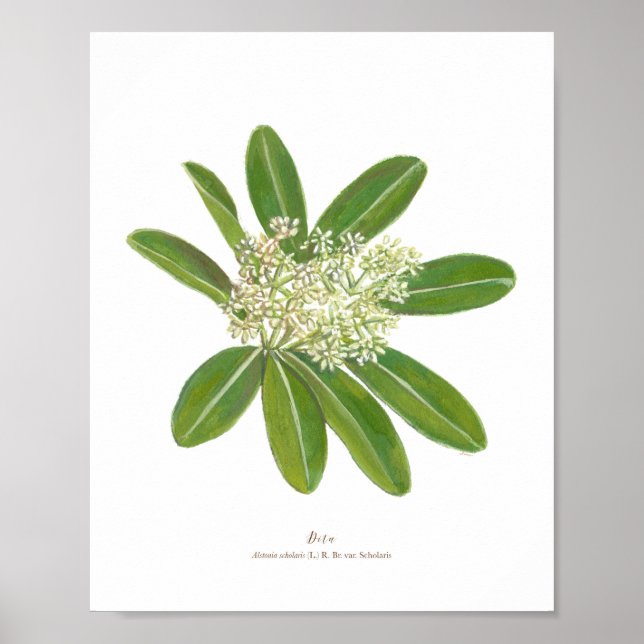 Poster de Dita (Alstonia savaris) (Devant)