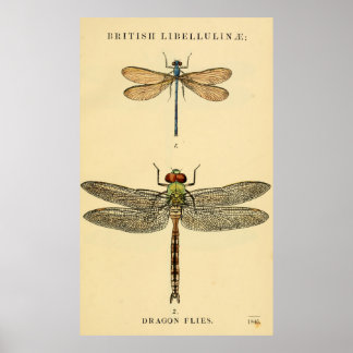 Poster de Dragon Flies Litho