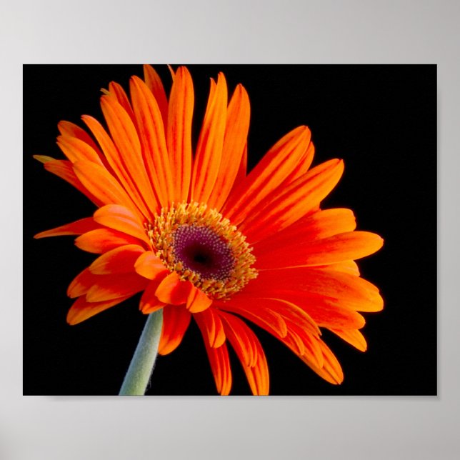 Poster de fermeture de la fleur (Devant)