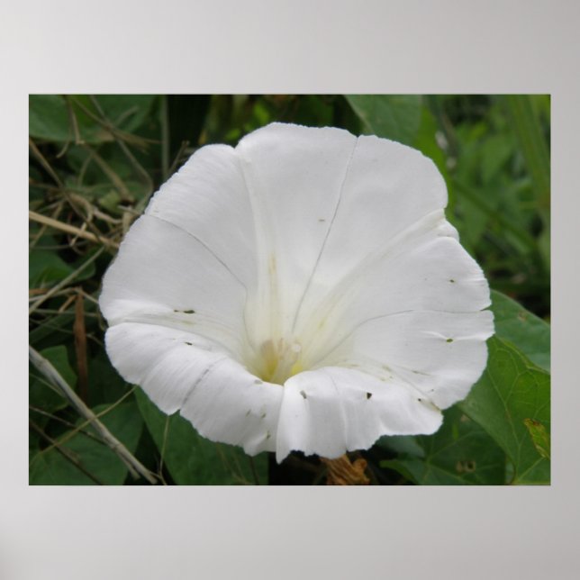 Poster de Fleur Convolvulus Blanche (Devant)