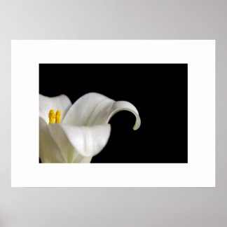 Poster de fleurs blanches
