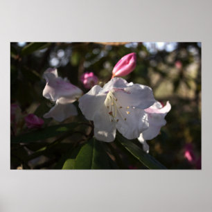 Poster de fleurs blanches et roses