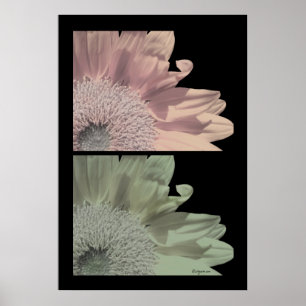 Poster de fleurs blanches rose imprimé