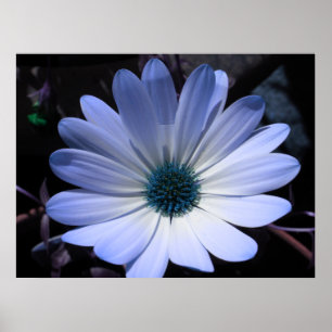 Poster de fleurs bleu marguerite