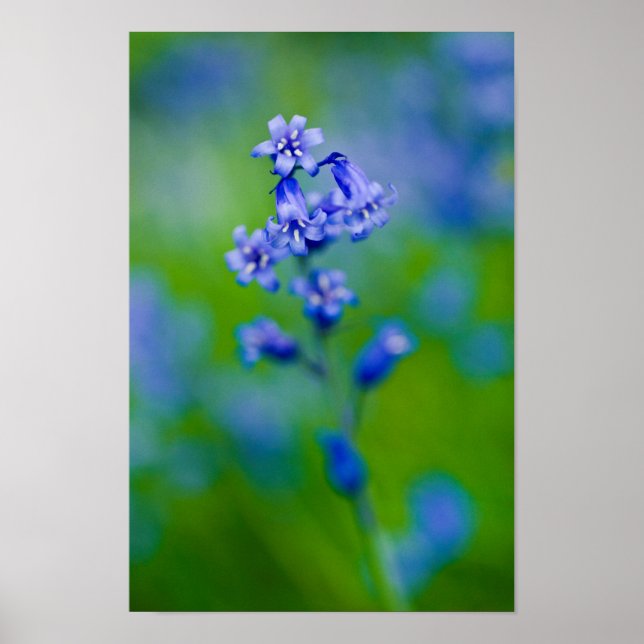 Poster de fleurs Bluebell (Devant)