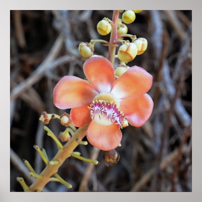 Poster de fleurs d'arbre de canonball (Devant)