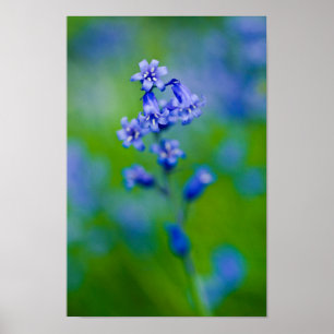 Poster de fleurs de Bluebell