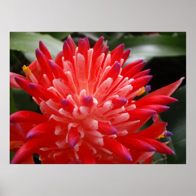 Poster de fleurs de bromeliad (Devant)