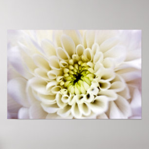 Poster de fleurs de Chyrsanthemum blanc