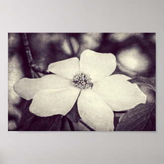 Poster de fleurs de Dogwood