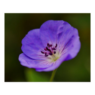 Poster de fleurs de géranium bleu