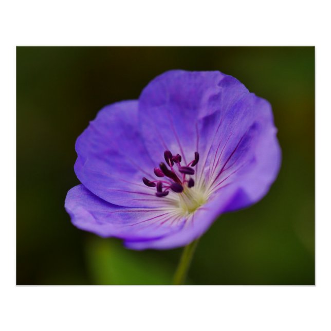 Poster de fleurs de géranium bleu (Devant)