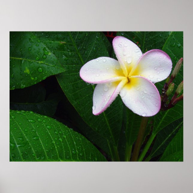 Poster de fleurs de Plumeria Hawaii jaune et blanc (Devant)