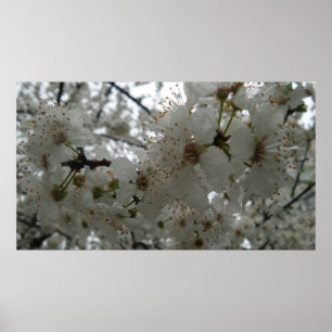 Poster de fleurs de prune