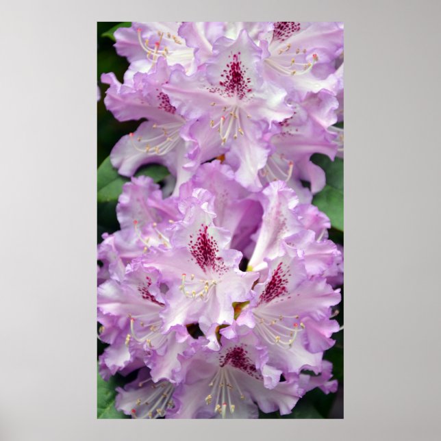 Poster de fleurs de rhododendron pourpre et blanc (Devant)