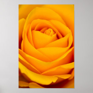 Poster de fleurs de rose jaune